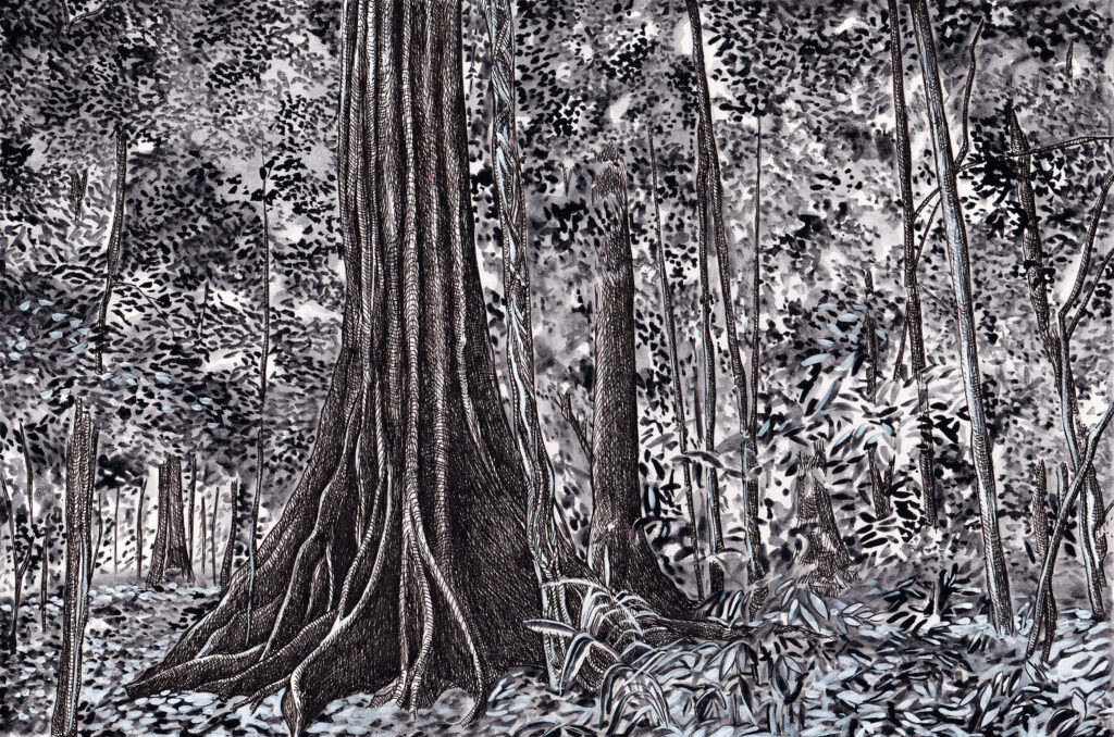 « Arbres-Mondes », dessin de la forêt du Corcovado, Costa Rica