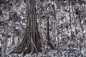 « Arbres-Mondes », dessin de la forêt du Corcovado, Costa Rica