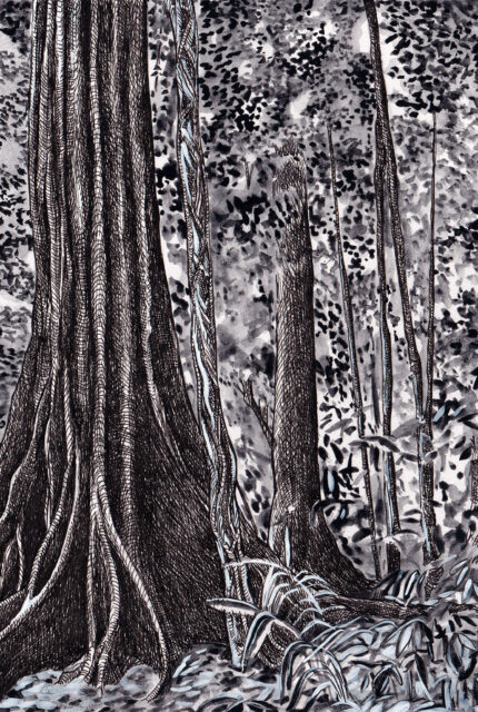 « Arbres-Mondes », dessin de la forêt du Corcovado, Costa Rica