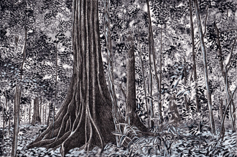 « Arbres-Mondes », dessin de la forêt du Corcovado, Costa Rica