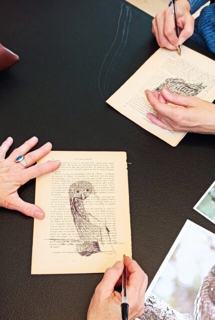 Visuel_Atelier d'initiation au dessin d'oiseaux avec Élodie Tribut
